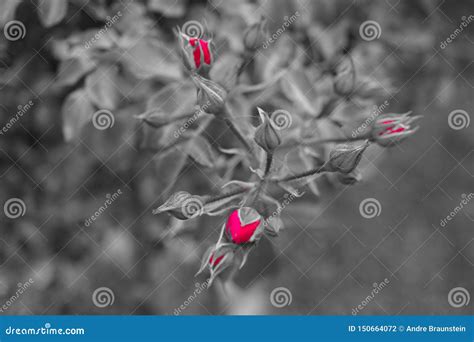Not Yet Blossomed Red Rose Background In Black White Stock Photo
