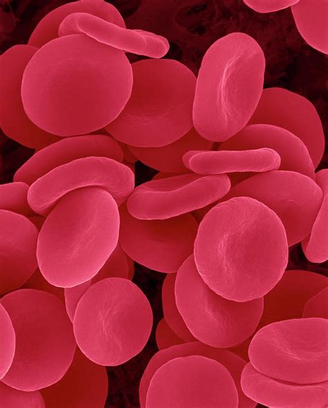 Red Blood Cells In Isotonic Solution Photograph By Dennis Kunkel Microscopy Science Photo