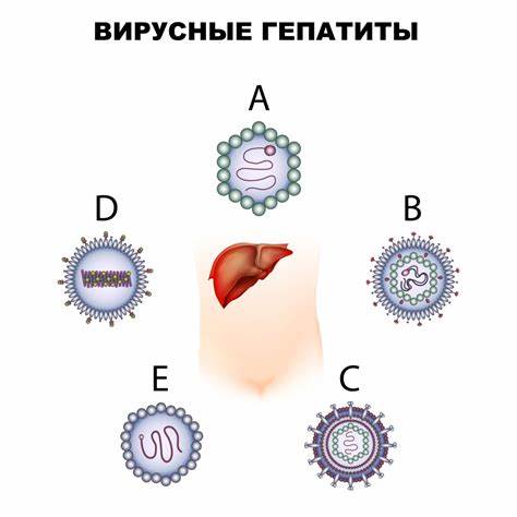 Хронический вирусный гепатит в диета Вирусные гепатиты (Viral Hepatisis) - причины появления, симптомы Вирусные гепатиты (Viral Hepatisis) - причины появления, симптомы Хронический вирусный гепатит в диета