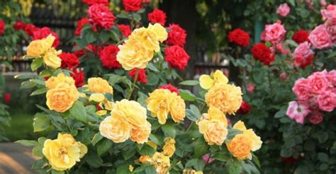8 Common Rose Problems‚Äîand How To Fix Them