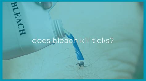 Does Bleach Kill Ticks Using Bleach To Kill Ticks
