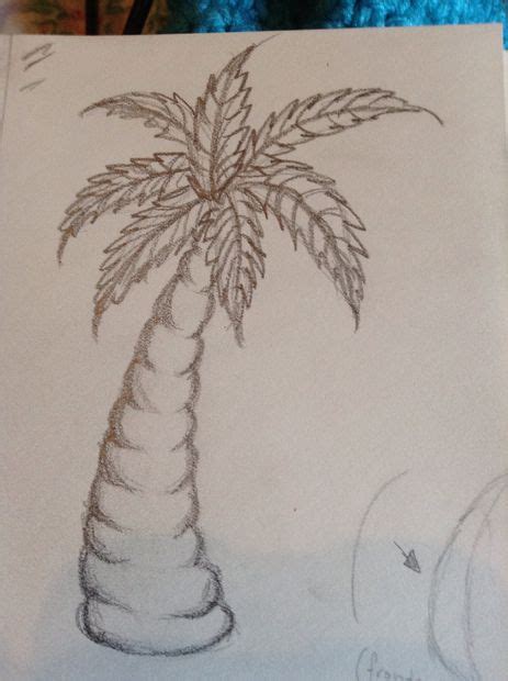 Comment Dessiner Un Palmier Dessiner Un Palmier Palmier Dessin