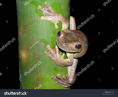 The Largest Speie Of Tree Frog In The World Hyla Boans Picture Taken