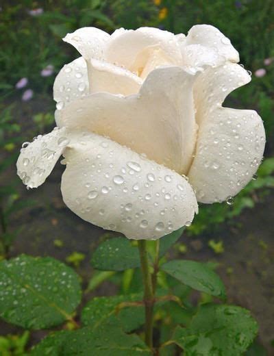 White Rose My Favorite Flower It Is Beautiful In Its