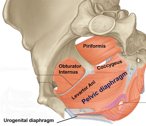 Pelvis Muscles And Pelvic Diaphragm Levator Animuscle