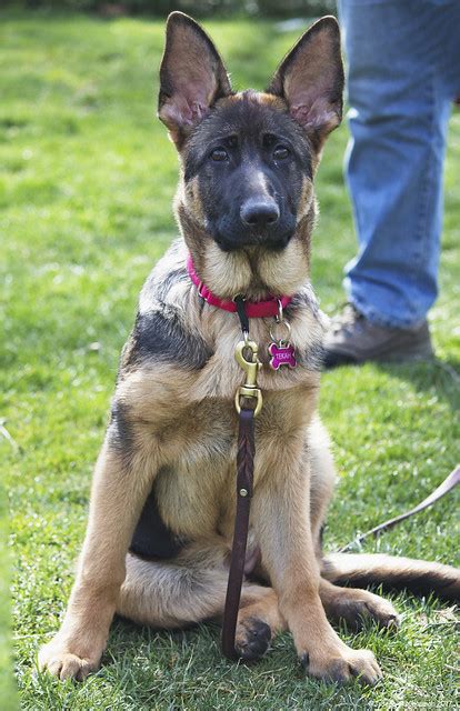 German Shepherd Dog Pictures And Informations Dog