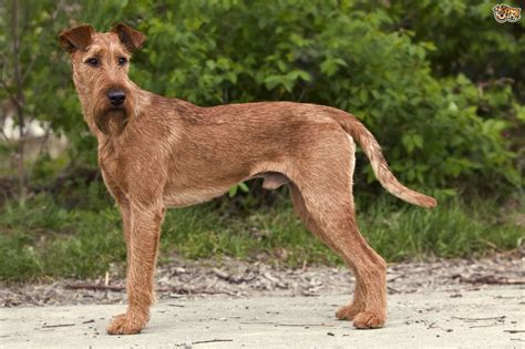 We acquired our first irish in 1996 and began showing in 1997. Irish Terrier Dog Breed Information, Buying Advice, Photos ...