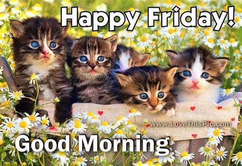 Good Morning Happy Friday Kittens Happy Friday Cute Good Morning
