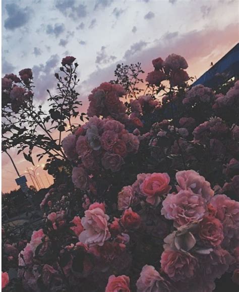 What A Sunset 🌅 Flower Aesthetic Aesthetic Photography Grunge