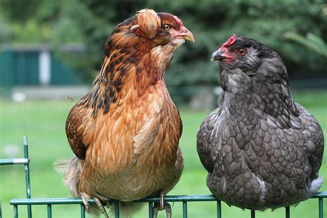 Ameraucana Male Vs Female Poultry Gender Comparison Healthy Habitat