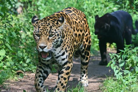 Major Update I Am Going To Belize The Jaguar
