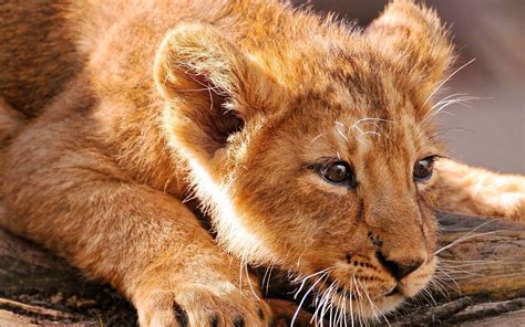 Support us by sharing the content, upvoting wallpapers on the page or sending your own background pictures. Lion Cub Wallpapers - Wallpaper Cave