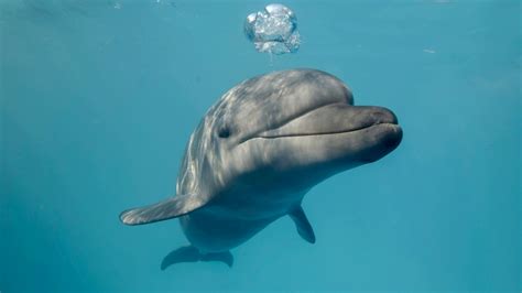 What Do Bottlenose Dolphins Like To Eat Seamor