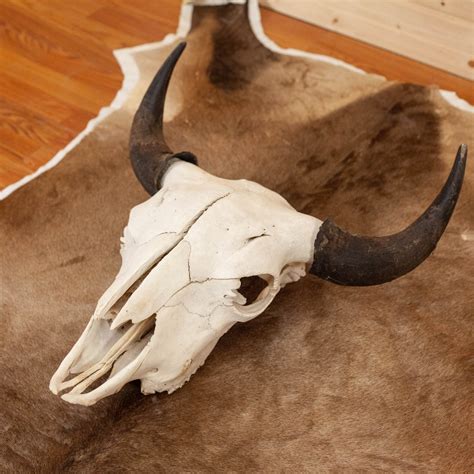 Excellent Bison Skull Sw10931 Safariworks Decor
