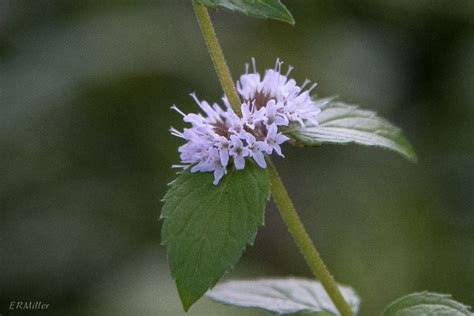 Mentha Arvensis Elizabeths Wildflower Blog