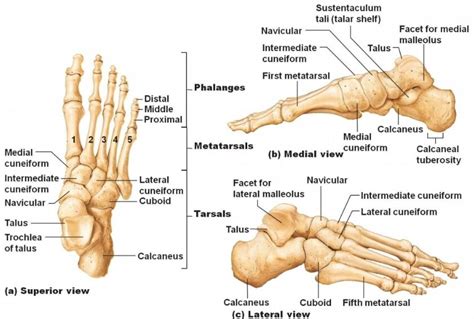 Foot Bone Tarsal Bone Anatomy 1 Podiatry Hq