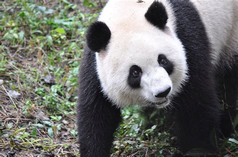 Giant Panda Breeding Efforts Have Actually Been Really Successful