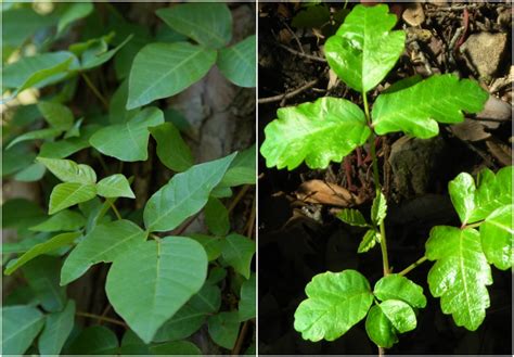 Poison Oak Identify And Heal Toxaware Software®