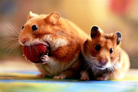 Cute Hamster Wallpapers Desktop