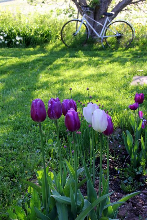 Aiken House And Gardens Cottage Garden Tea