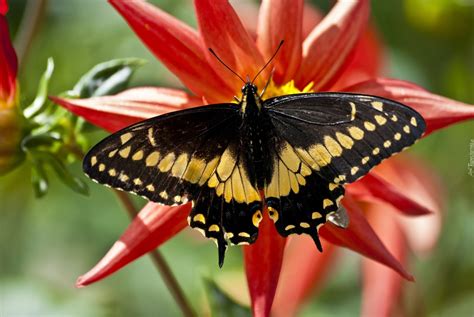 Czarno Żółty Motyl Czerwony Kwiat