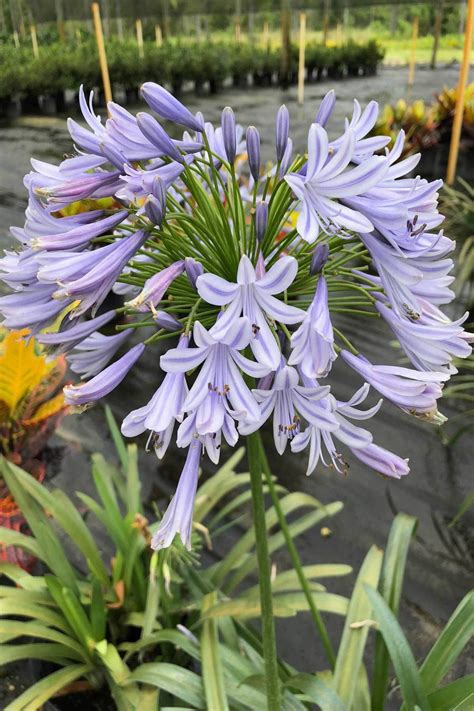 Lily Of The Nile Agapanthus Purple Cloud African Lily Excludes Az