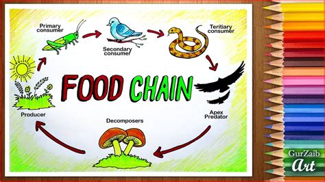 Simple Food Chain Drawing Easy For Kids Memmiblog