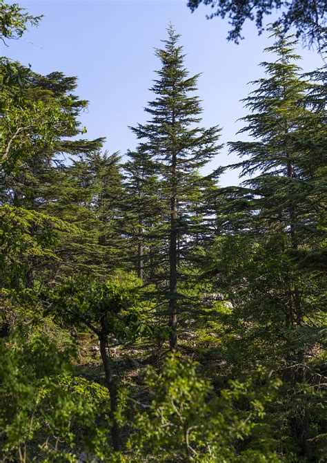 Tannourine Cedar Forest Nature Reserve Governorate Of Nor Flickr
