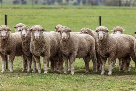 Top 15 Sheep Breeds For Wool Pethelpful
