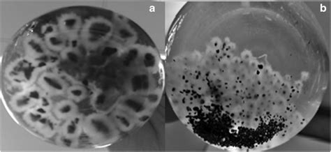 Growth Of The Fungal Bacterial Biofilm On A Activated Carbon Of