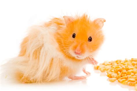 Teddy Bear Syrian Hamster As Pet Pet Comments