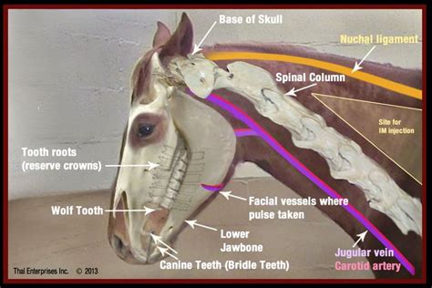 If You Needed To Take Your Horses Pulse Do You Know Where You Would