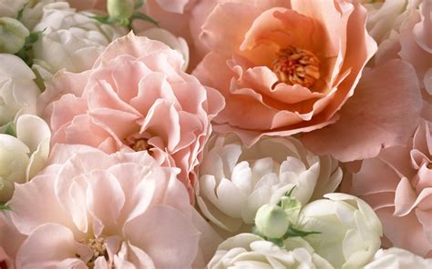 We did not find results for: Pink and White Peonies Wallpaper and Background Image ...