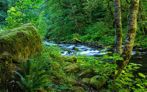 Columbia River Gorge Nature Stream Wahclella Falls Oregon Nature Stream