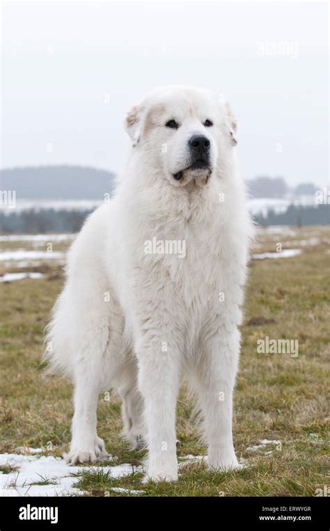 Is A Great Pyrenees A Good House Dog