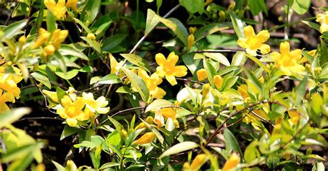 Pilosocereus cacti are sold in garden centres and sourced from dutch nurseries, but they are native to areas of scrubland in south america. How to Grow Carolina Jessamine | Gardener's Path