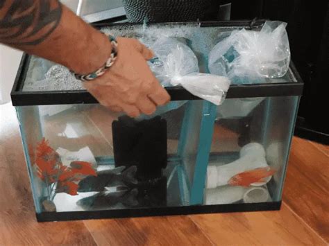 How To Quarantine Fish A Simple And Easy Guide