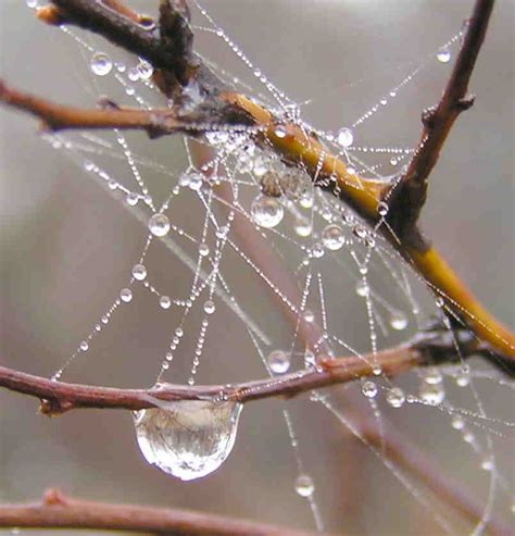 Dew On Spiders Web Find Spid Free Photo Download Freeimages