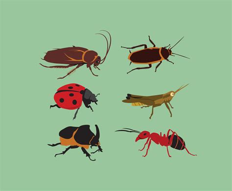 Various Insects Vector Vector Art And Graphics