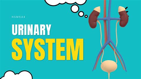 Hsm544 The Urinary System Youtube
