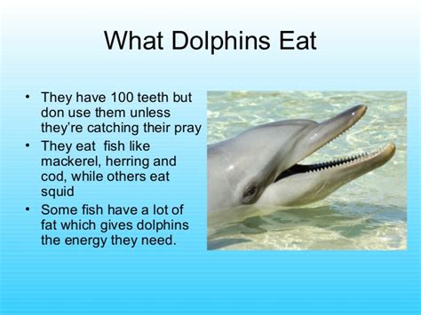 They eat many different types of fish, but depending on the species of dolphin they will also eat, squid, octopus killer whales are the only dolphins which will kill and eat other mammals. Dolphins