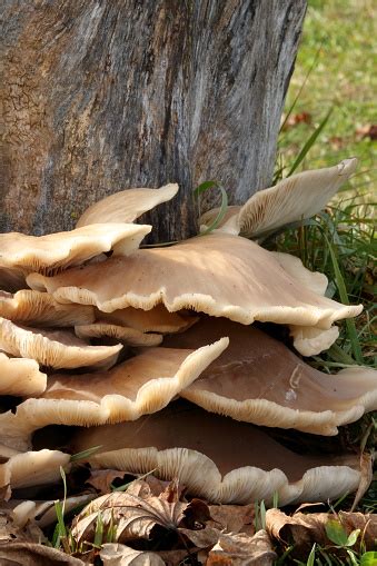Tree Stump Mushrooms Stock Photo Download Image Now Istock