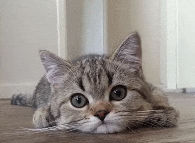 She likes to be wrapped up like a burrito. Petting a Little | キュートな猫, 子猫, 可愛い猫
