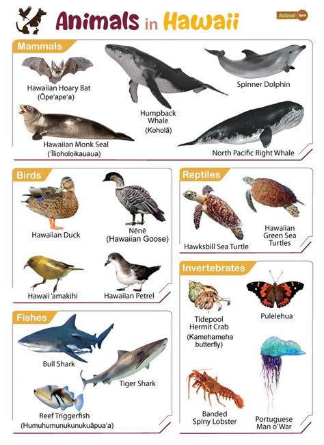List Of Animals That Live In Hawaii With Pictures