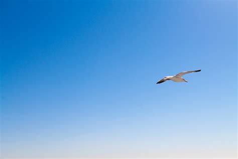 Free Stock Photo Of Seagull Flying In Blue Sky
