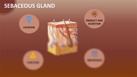 Solution Anatomy And Physiology Sebaceous Sweat Glands Studypool