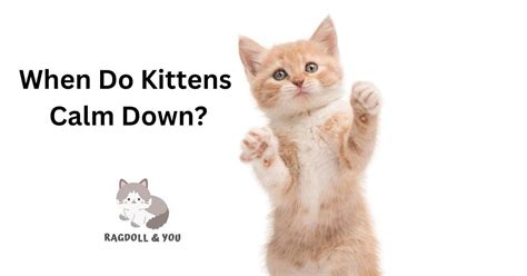 When Do Kittens Calm Down A Thorough Guide