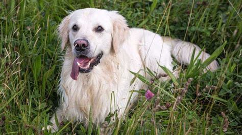 White Golden Retriever Puppies Facts Lifespan And Intelligence