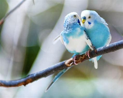 Why Do Parakeets Kiss Each Other 6 Reasons