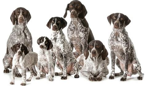 German Shorthaired Pointer Size Chart Gsp Weight And Growth